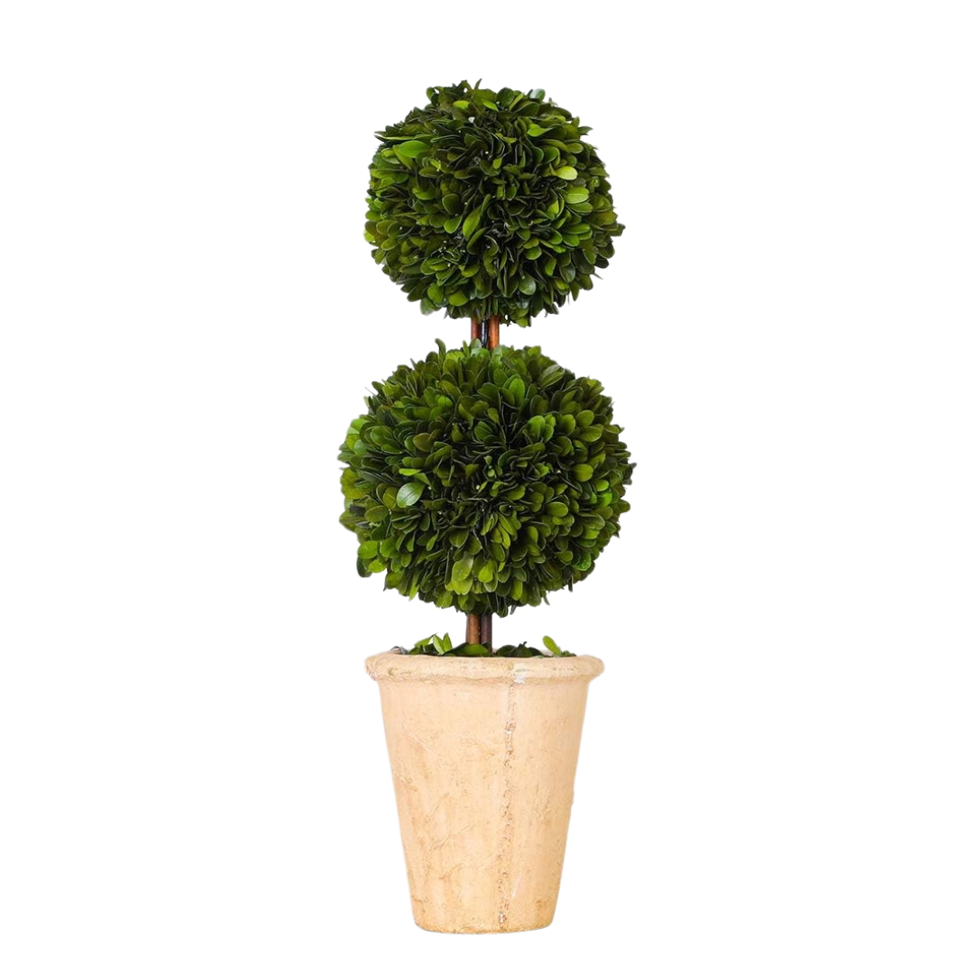 DOUBLE BOXWOOD TOPIARY TREE