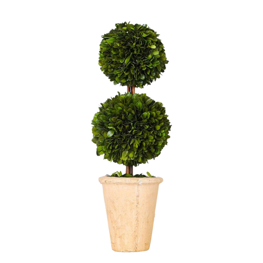 DOUBLE BOXWOOD TOPIARY TREE